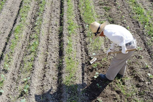 畑の雑草はすき込みで活用しよう！除草と肥料を同時にできる方法とは