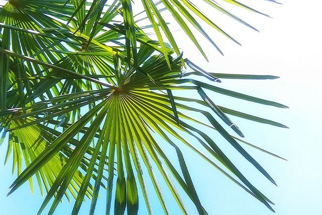 シュロの伐採にプロの技を借りるには