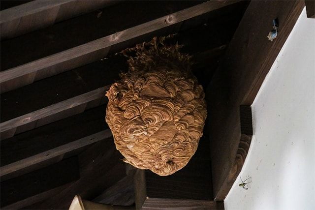 スズメバチの巣は作り始めの段階で駆除を！大きな巣は業者に頼もう！