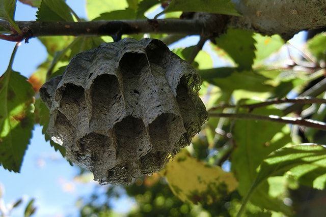 家から巣の材料を減らすことは巣作りの予防になる