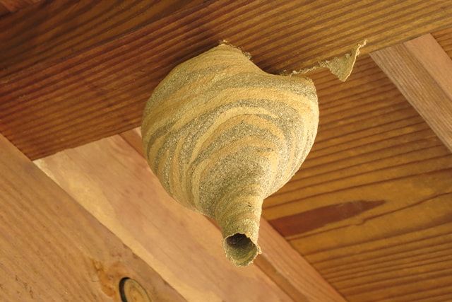 スズメバチの巣は種類によって場所が異なる！巣の場所から特定しよう