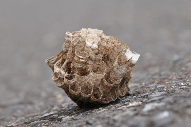 越冬シーズンならアシナガバチの駆除はやりやすい