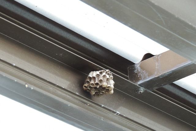 近隣トラブルを避けるために我が家に蜂の巣がないかも調べよう