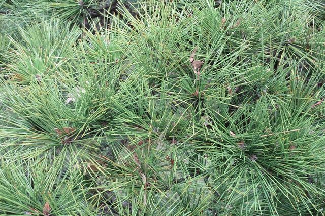 松の剪定➂芽摘みの注意点