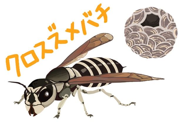 スズメバチと黒にまつわるはなしその②：黒いスズメバチの種類