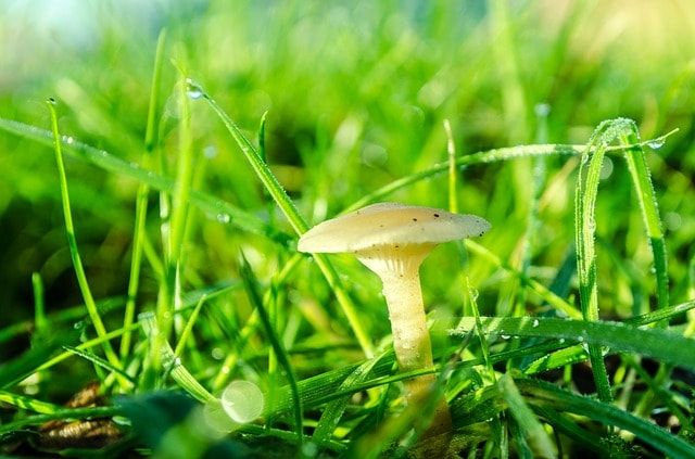 芝生を枯らす原因になるキノコもある
