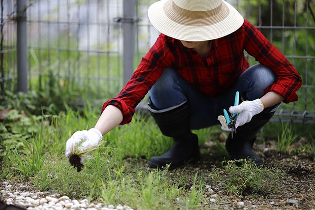 芝生が雑草だらけになってしまった！ここからキレイな庭を取り戻そう