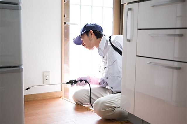 今すぐ駆除をしたいなら業者に依頼しよう