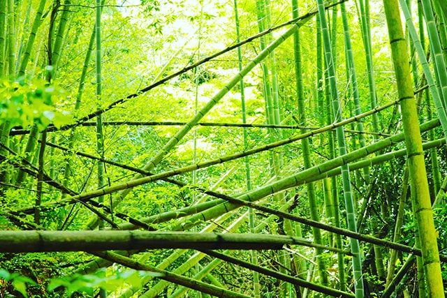 竹林の伐採は早めに！