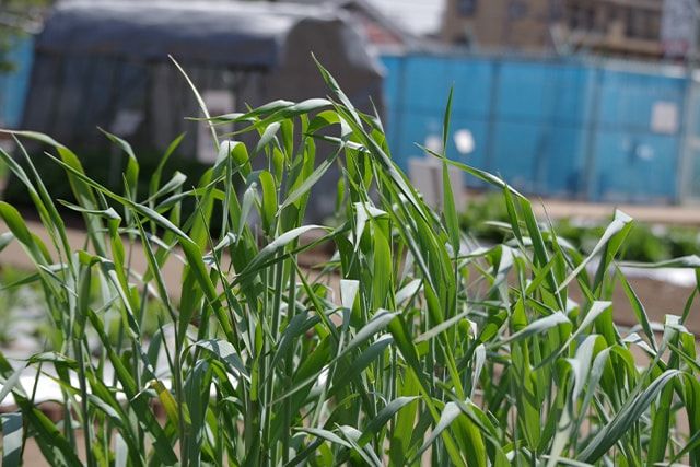 畑の雑草はすき込みで活用しよう！除草と肥料を同時にできる方法とは