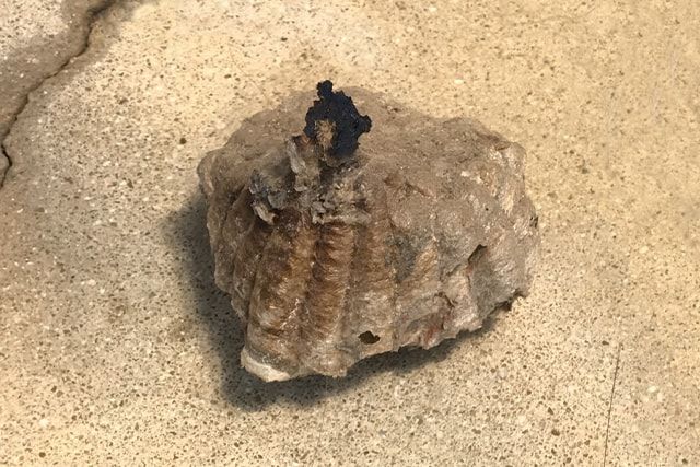 スズメバチの巣は種類によって場所が異なる！巣の場所から特定しよう