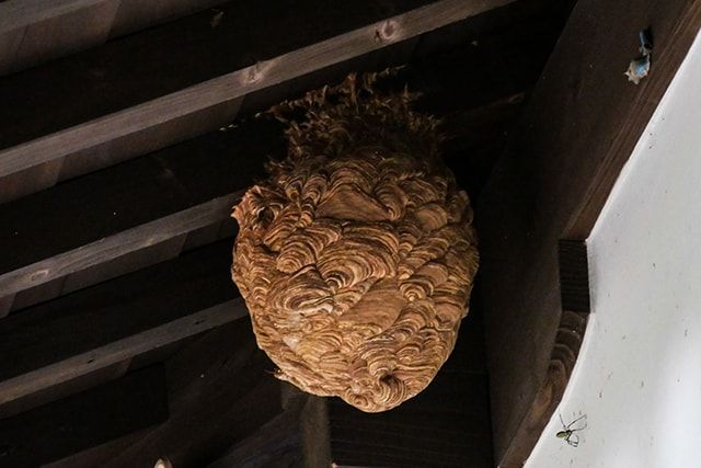 家のまわりでよくスズメバチをみかけるなら一度巣を探そう