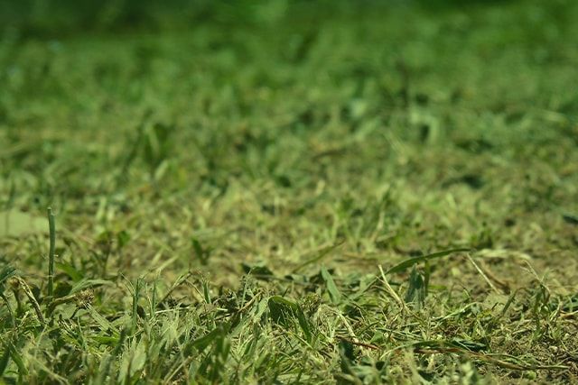 芝生に肥料をやる際の注意事項