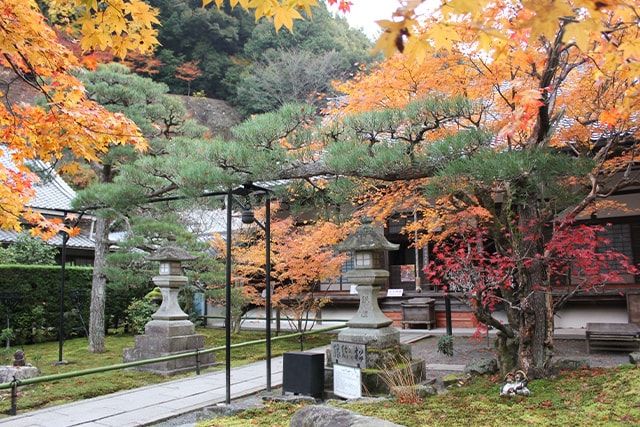 松の剪定④秋の剪定