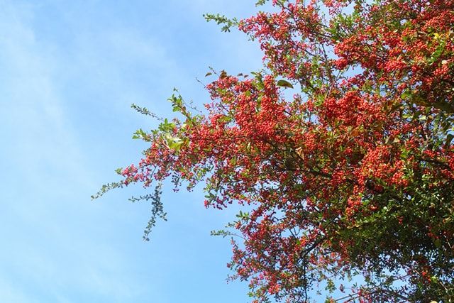 ほかにもあるコデマリやユキヤナギに似ている植物―ピラカンサ