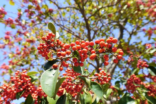 ほかにもあるコデマリやユキヤナギに似ている植物―ナナカマド