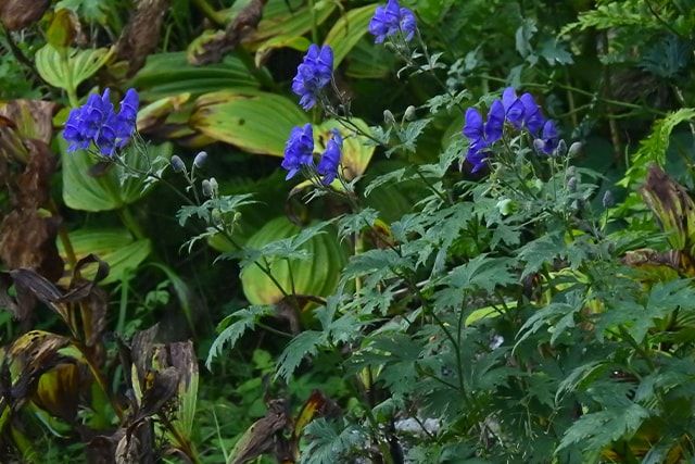 よもぎなど雑草の駆除方法で気をつけることとは？除草や防草について