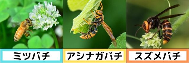 ミツバチ・アシナガバチ・スズメバチの写真