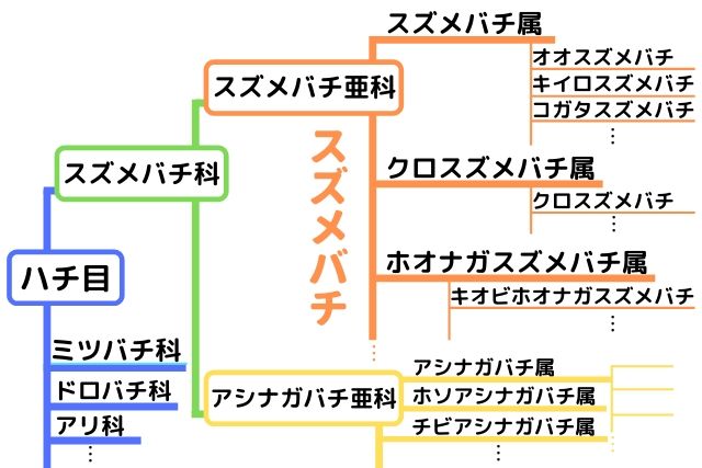 ハチ目スズメバチ科スズメバチ亜科の解説図
