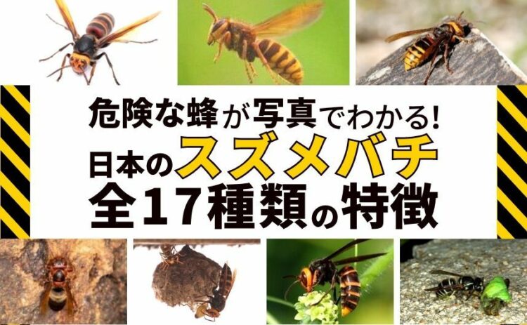 危険な蜂が写真でわかる!日本のスズメバチ全17種類の特徴