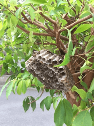 アシナガバチの巣