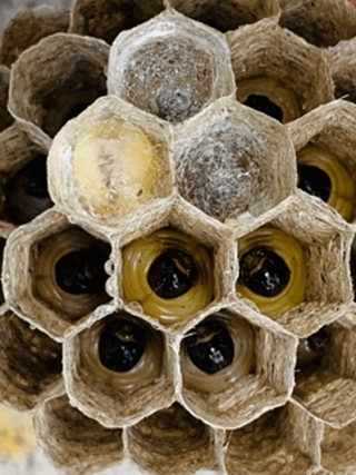 アシナガバチの育房室