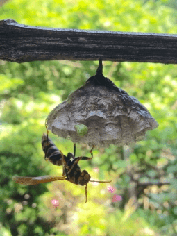 アシナガバチの生態大解剖!見た目から生き方、危険性まで全部まとめ