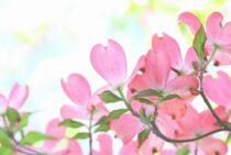 ハナミズキの花が咲かないのには理由が！原因別の解決法をご紹介！