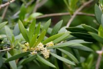 オリーブの花をきれいに咲かせよう！育てる環境と剪定方法がミソ！