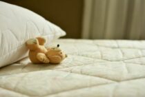 ダニの卵はどこにある？正しい駆除方法と産ませないためにできること