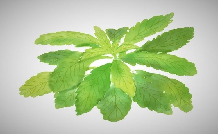 ヒメムカシヨモギの特徴とその駆除方法!オオアレチニギクとの違いも