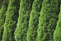 コニファーは種類ごとに違った特徴が！育て方と剪定の注意点について