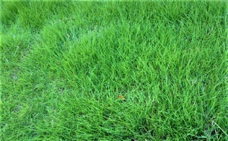 芝生に肥料をやる頻度は時期で変える。適切にやらないと逆効果!?