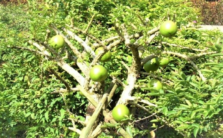 グァバ栽培は家の外で可能な場合も!グァバの実を収穫して楽しもう!