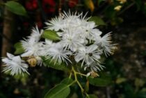 ハイノキの育て方のポイント！剪定するときは成長の遅さを加味しよう