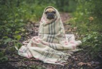 毛布のダニに要注意！【ウールは特に危険？】本当に効果のある対策方法