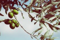 オリーブが剪定後ひょろひょろになってしまったら？原因と対策を解説