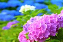 アジサイを病気から守ろう！病気の予防法や治療法を徹底解説！