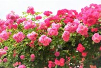 つるバラの剪定は夏も重要！きれいな花を咲かせるため必要な作業とは