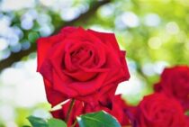 バラの剪定は冬に切り過ぎても大丈夫？基本を知っておくと安心です