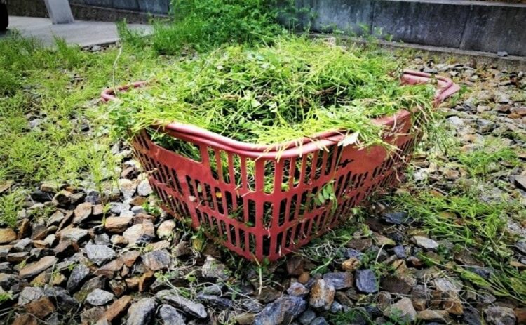 雑草抜きをラクに済ませたい!便利な道具とコツで効率を上げよう