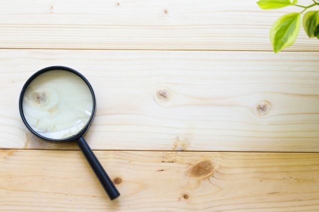 クロオオアリの特徴！名前のとおり黒くて大きいアリ