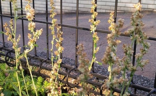 チチコグサの特徴と生態