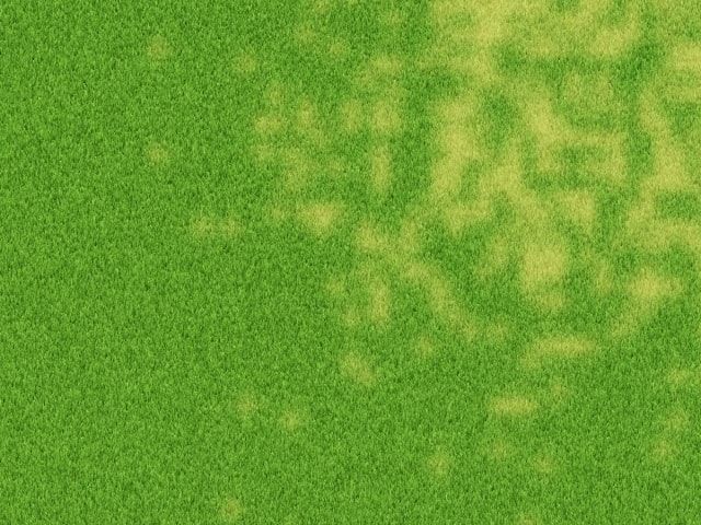 芝生の張り替え時期は3月～5月ごろがベスト