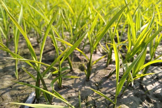 クログワイの駆除が難しい原因は「根」にあった