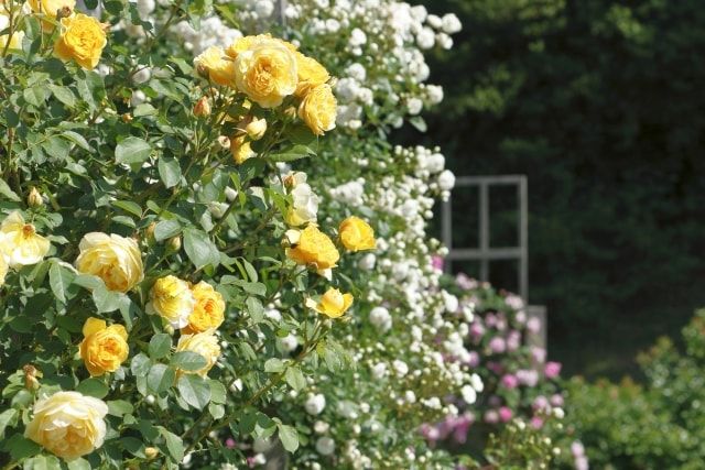 つるバラの夏剪定の方法