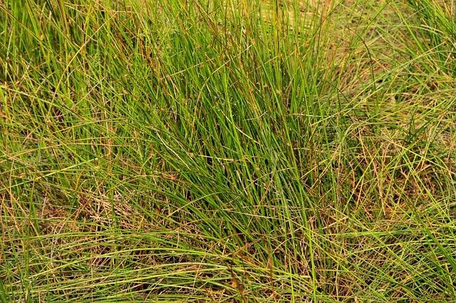 駆除に取り掛かる前に雑草がクログワイなのか確認しよう