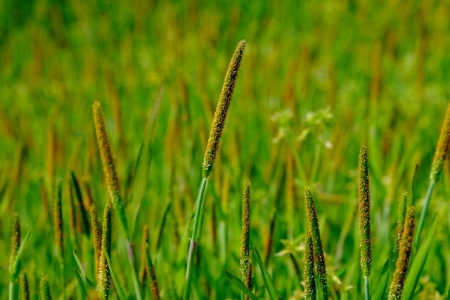 スズメノテッポウを駆除する方法とは？生息場所ごとに違う特徴がある