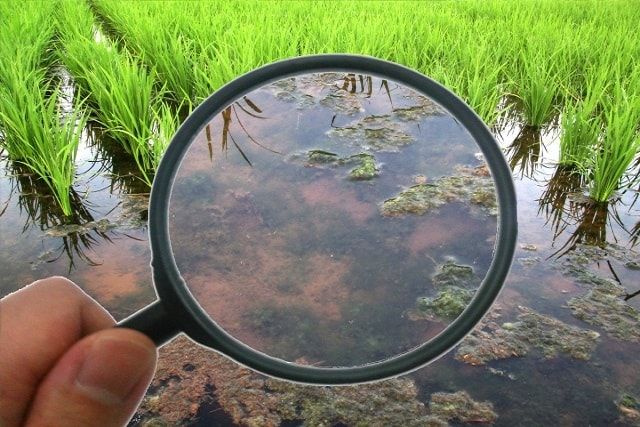 ノビエはイネにそっくりな雑草！見分けるポイントや駆除の方法とは？