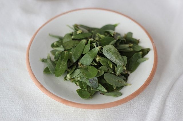 スベリヒユは食用にされることも